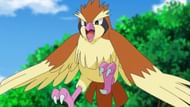 Pidgey Spotlight Hour (Image via TPC)